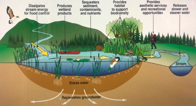 Natural water filtration ecosystem
